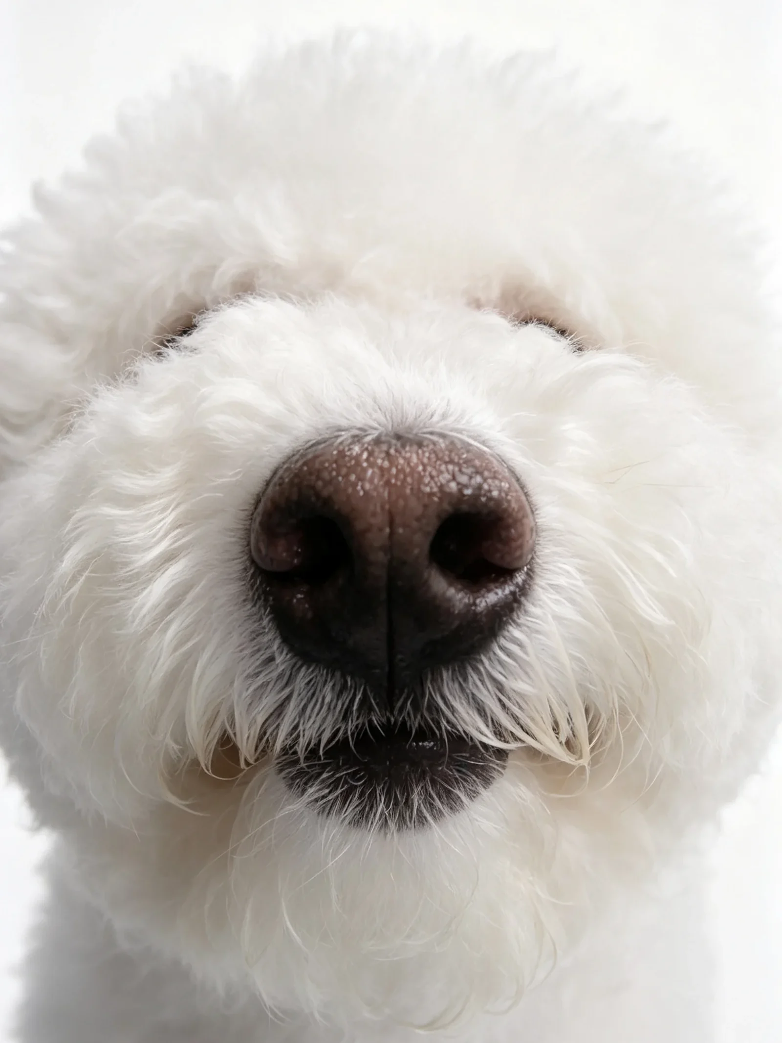 Close-up portrait of Si Tuo, the Bichon behind Soft Beast