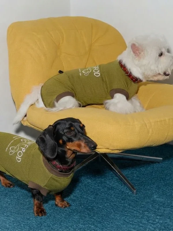 Dogs relaxing together indoors at Soft Beast
